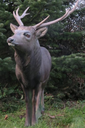 NATUR'FOAM 3D TARGET SIKA DEER - CERF SIKA