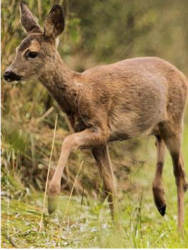 MAXIMAL BLASON CHEVRILLARD