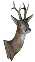 NATUR'FOAM 3D TARGET ROEDEER HEAD -TETE DE CHEVREUIL