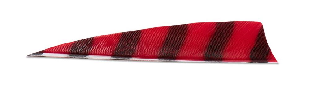 BUCK TRAIL 4" LW BARRED SHIELD FEATHERS 100PK