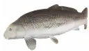 ELEVEN 3D TARGET CARP - CARPE