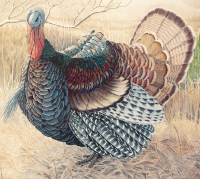 [102832] JVD PRODUCTS BLASON DINDON