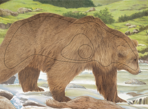 [102835] JVD PRODUCTS BLASON OURS