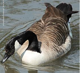 [A010386] MAXIMAL BLASON BERNACHE DU CANADA